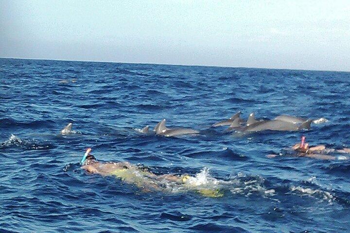Observation des dauphins à Zanzibar