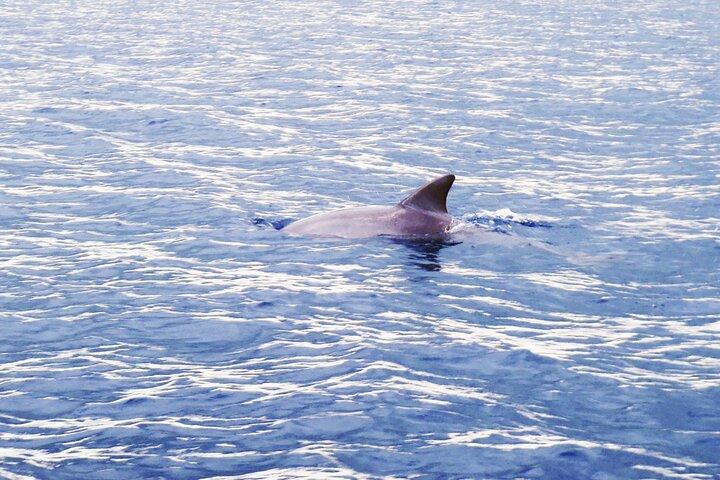 Observation des dauphins à Zanzibar