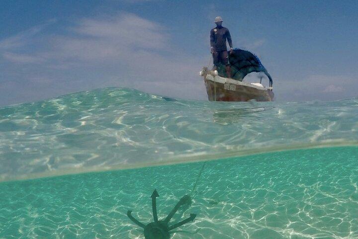 Observation des dauphins à Zanzibar