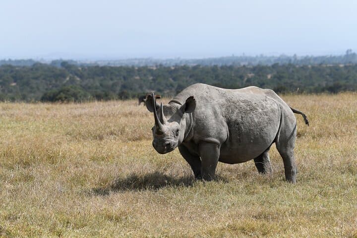 4days masai mara - Lake nakuru 4x4 land cruiser jeep safari
