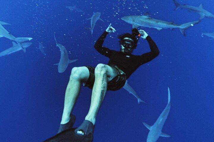 Excursión de buceo en tiburón pelágico