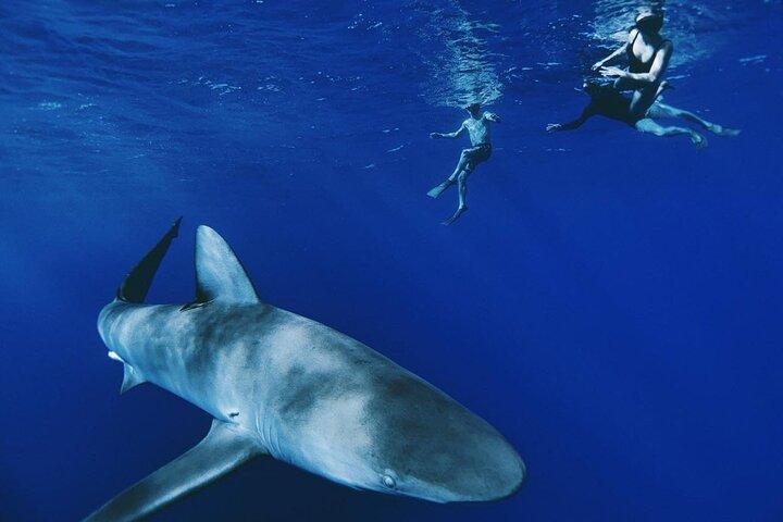 Pelagic Shark Dive Tour