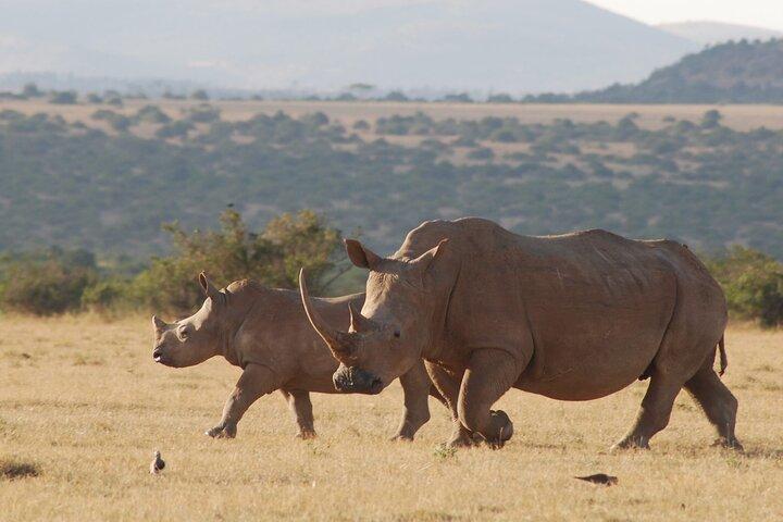 Safari privé de 6 jours pour la conservation des rhinocéros au Kenya