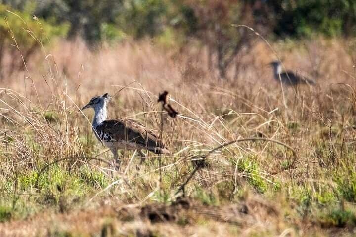 5日間の究極のクルーガー国立公園格安宿泊施設