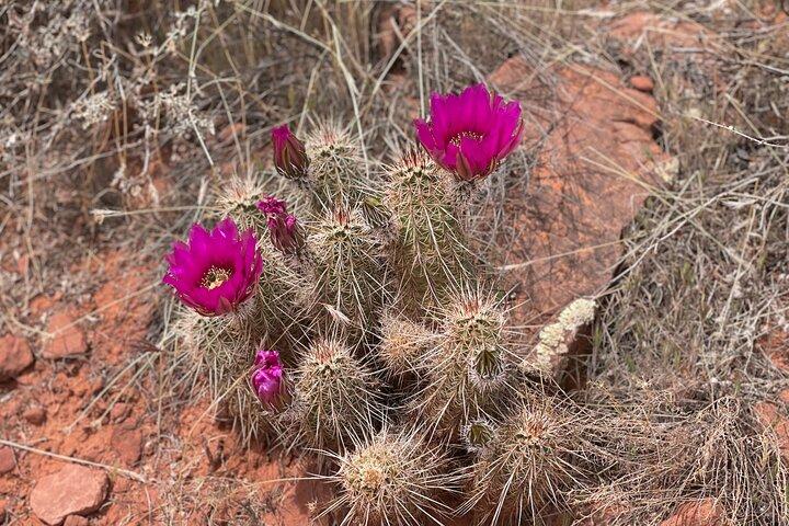 Hike and Heal Paarbeziehung in Sedona Healing Red Rocks