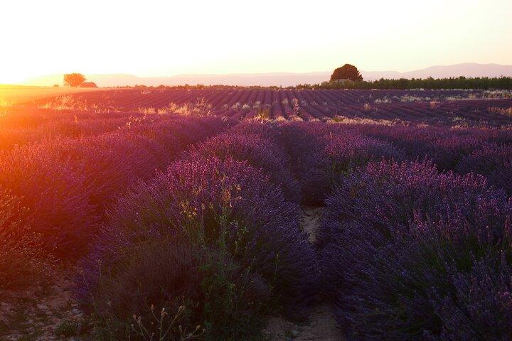 Sunset Lavender Tour em Valensole com coleta de Marselha