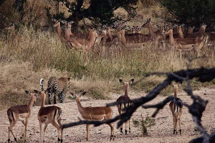 2-tägige Krüger-Nationalpark-Safari