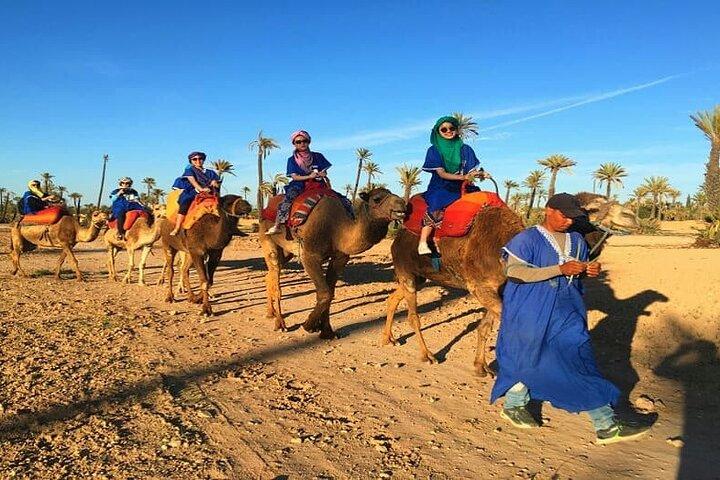 Camel ride in palm grove