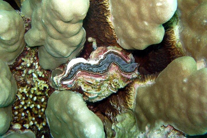 ダハブからの昼食付きキャニオンとブルーホールのシュノーケリング旅行