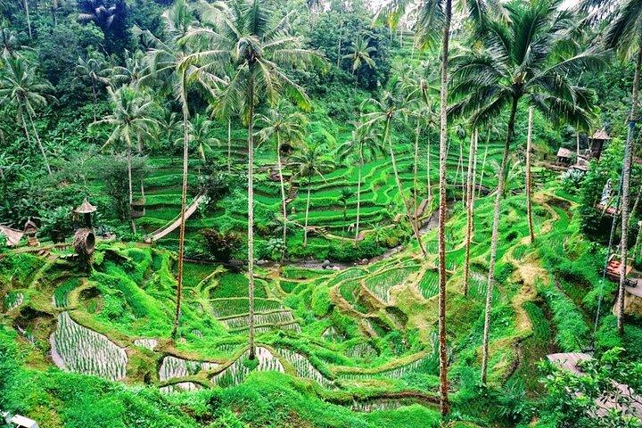 Eendaagse trip Bali Bird Park en Ubud Tours