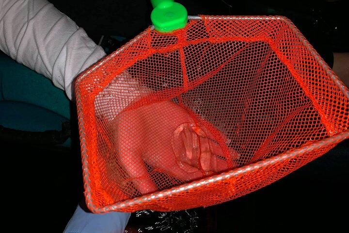 Excursão de caiaque bioluminescente em mil ilhas com caiaque de cacau!