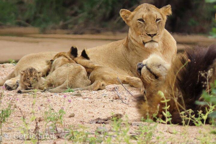 Kruger National Park - Privat heldagssafaritur.