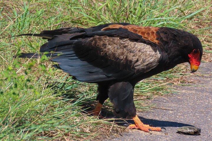Kruger National Park - Privat heldagssafaritur.