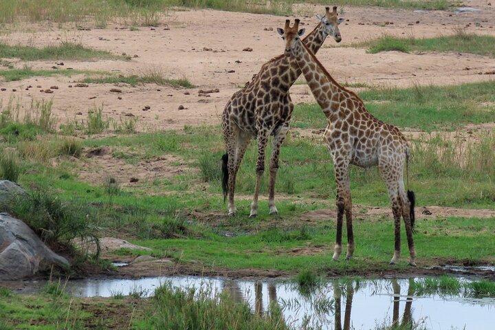 Kruger National Park - Privat heldagssafaritur.