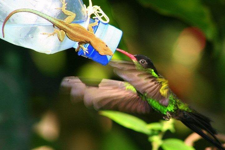 Visite privée du sanctuaire d'oiseaux de Rockland