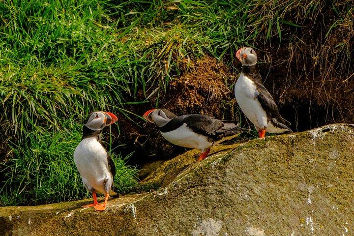 Puffin Watching Speedboat Express