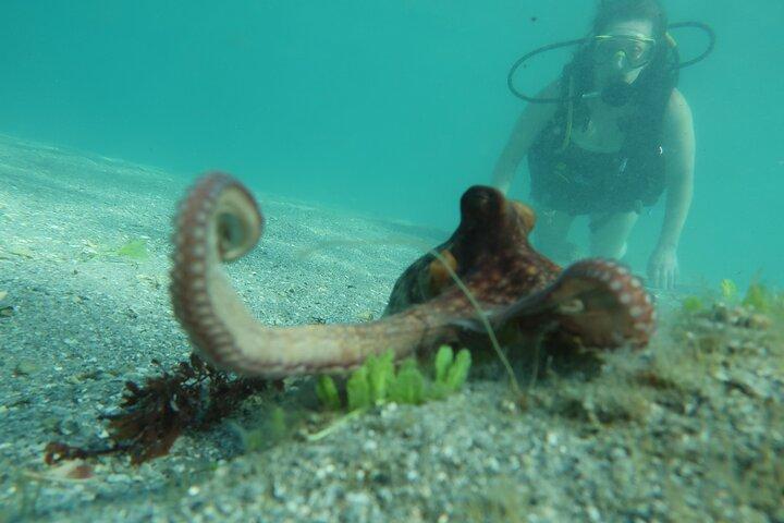 Escursione privata di formazione guidata da esperti di immersioni subacquee con tour