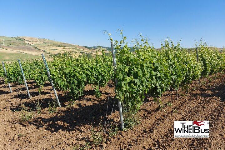 Privat Vulture Wine Tour fra MATERA med sommelier