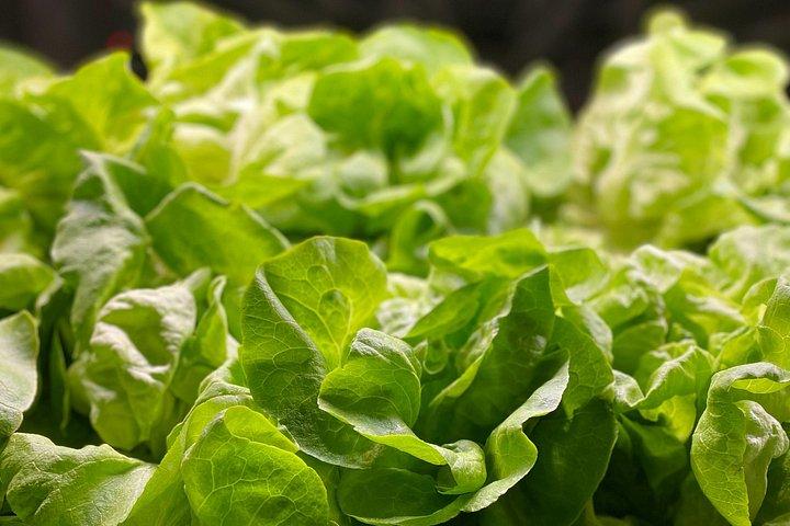 Recorrido gastronómico de la granja a la mesa de Charleston y desafío del chef