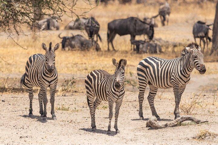 5-daagse privésafaritour door Tanzania