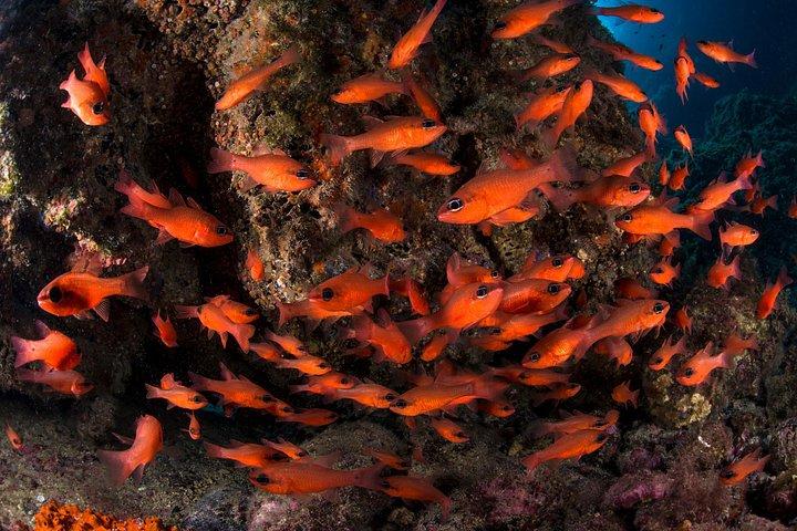 ソレントの朝のRIBボートシュノーケリング：海洋生物学者と一緒に行く2つのスポット