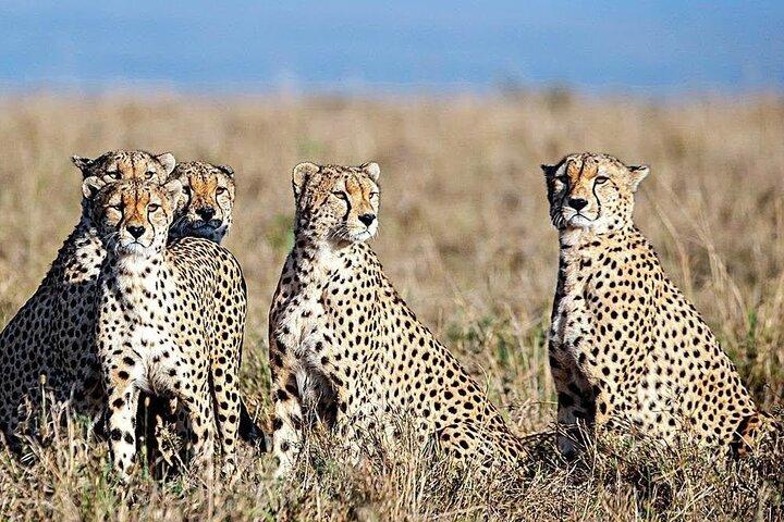 10 días de safari Maasai mara Serengeti Ngorongoro Tarangire Amboseli- Rango medio