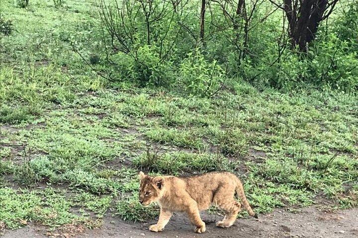 10 días de safari Maasai mara Serengeti Ngorongoro Tarangire Amboseli- Rango medio