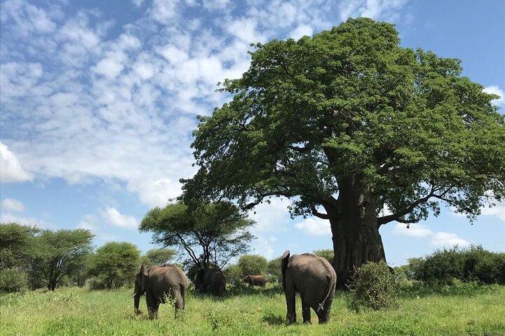 10 días de safari Maasai mara Serengeti Ngorongoro Tarangire Amboseli- Rango medio