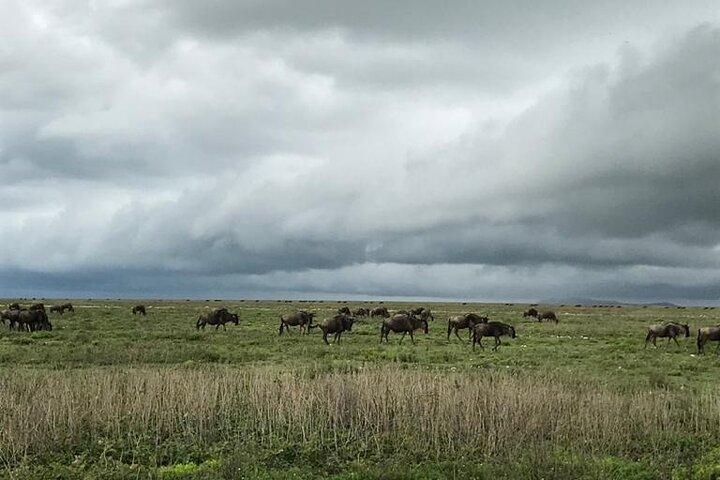 Safari de 8 dias para Maasai Mara, Serengeti, Ngorongoro, Tarangire-Mid range
