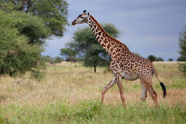 4-dages bedste af Tanzania Safari