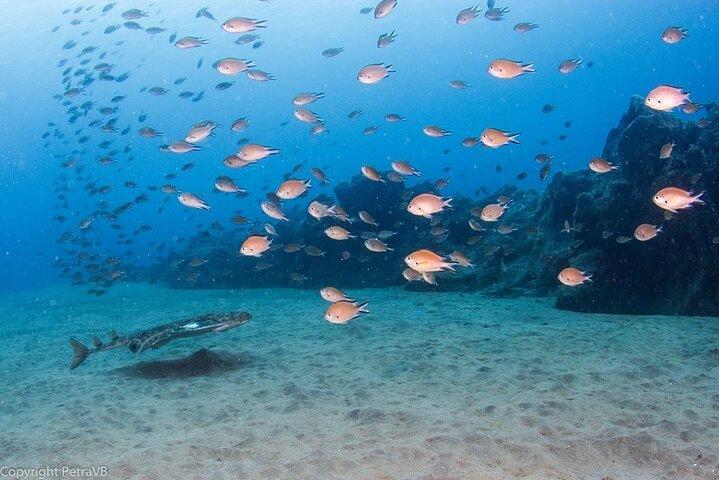 Single Scuba Try-Dive in Puerto del Carmen - small groups - 2 hours