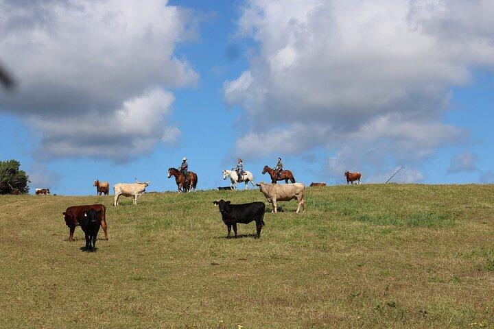 Paseo a caballo escénico de 1 hora