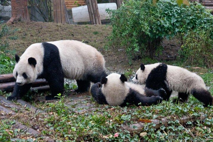 パンダと楽山大仏を楽しむ日帰り旅行（成都市発）