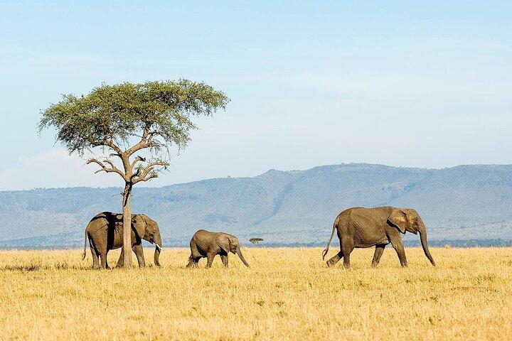7 dages Tanzania luksussafari