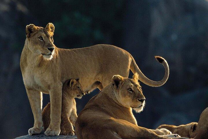 7 dages Tanzania luksussafari