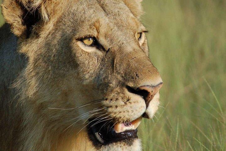 7 dages Tanzania luksussafari