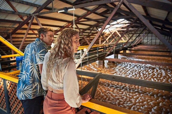 Bundaberg Rum Behind The Scenes Distillery Tour And Museum Experience