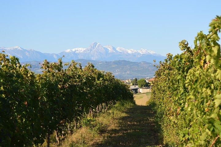 Tour privado de comida y vino en la bodega con degustaciones.