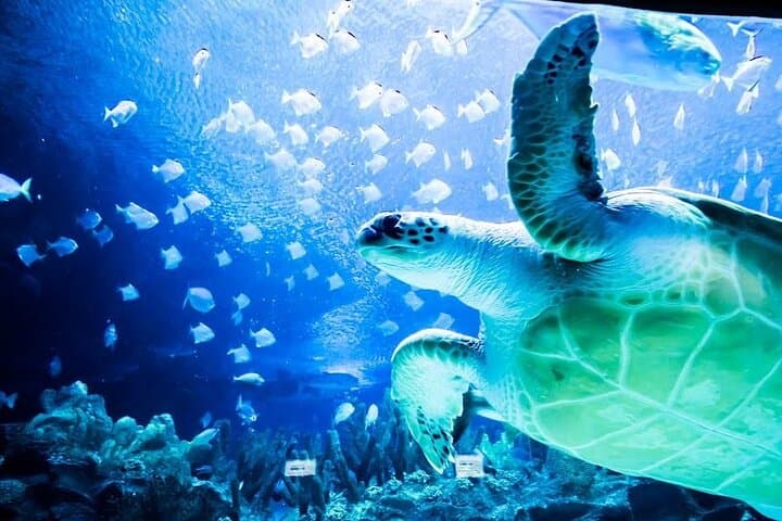 Malaysia: Aquaria KLCC Entry Ticket
