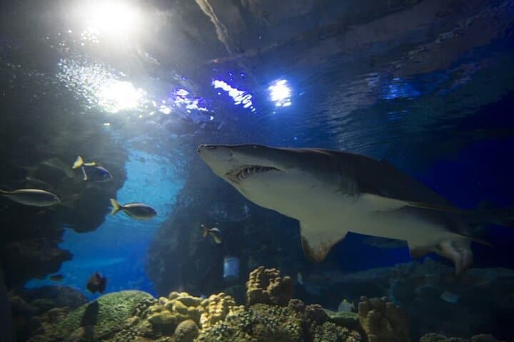 Malaysia: Aquaria KLCC Entry Ticket