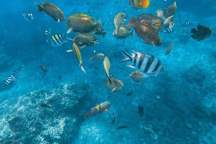 Tour di 3 giorni a Bali Nord con Snorkeling, Dolphin e Ijen Crater Trek