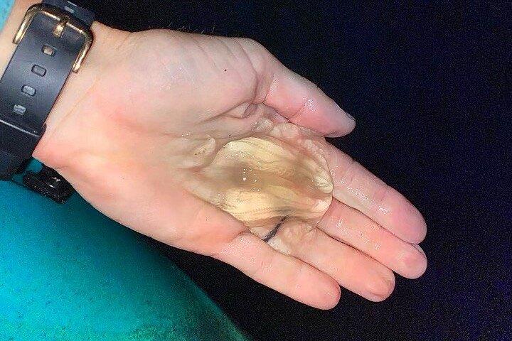 Excursão de caiaque bioluminescente em mil ilhas com caiaque de cacau!