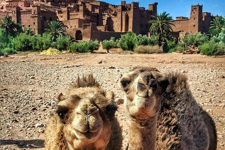 Atlas & Sahara, Safari-Abenteuer