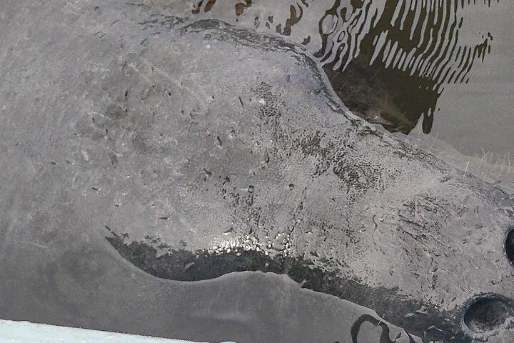 Aluguel de caiaque de 1 hora com avistamento de peixes-boi e golfinhos