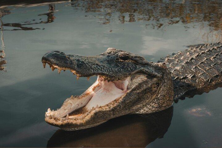 3 - Day Florida : Miami Bus & Boat, Everglades & Key West シュノーケリング