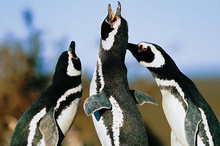 Heldags Punta Tombo - Walking Among Penguins Experience - Madryn