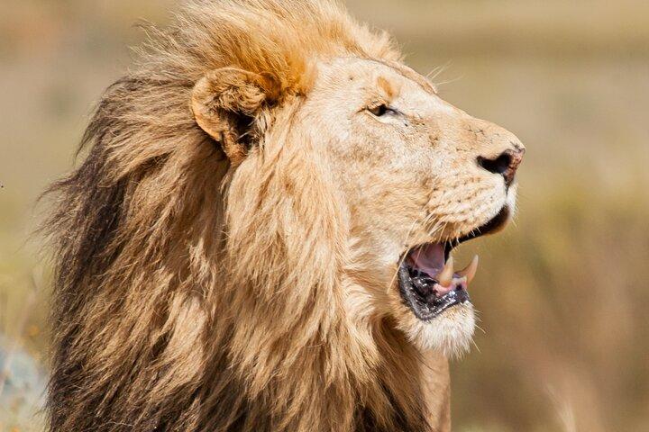 Halbtagestour zum Nairobi-Nationalpark und Giraffenzentrum