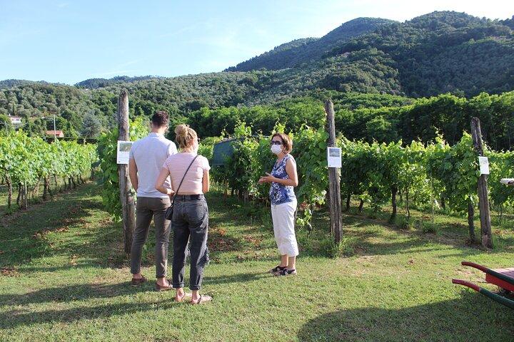 Dégustation dans un vignoble toscan avec transfert de Lucca