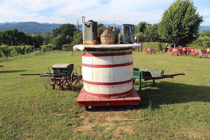 Dégustation dans un vignoble toscan avec transfert de Lucca