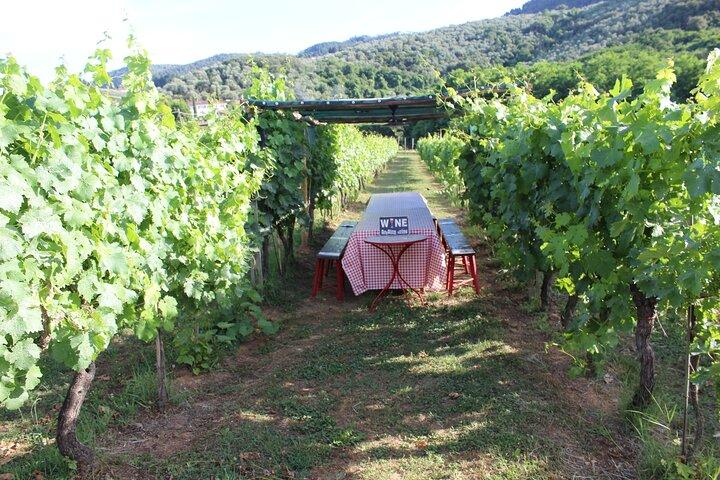 Dégustation dans un vignoble toscan avec transfert de Lucca